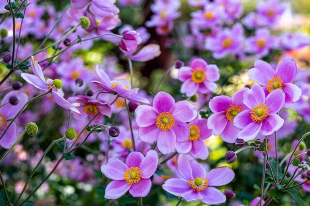 半日陰の庭や玄関先を彩る〈育てやすい多年草〉3つ。一緒に植えれば春から秋まで順に花を咲かせます