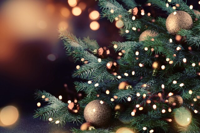 【クリスマスツリー】もみの木の代用にオススメの樹木・最強7選