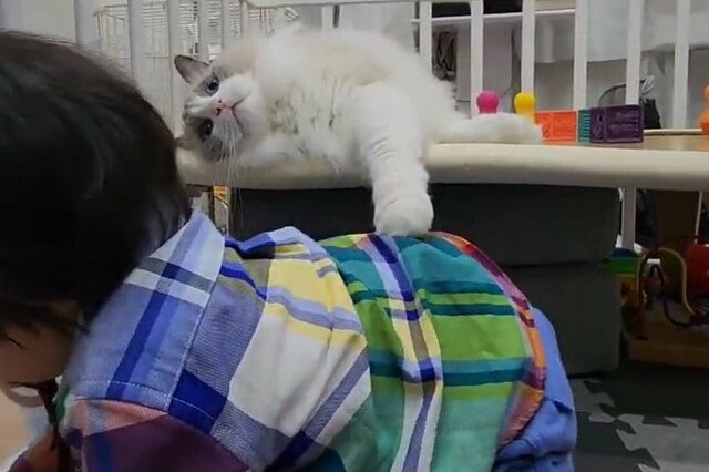 男の子に「なでなで」する猫ちゃん　仲良し風景に癒される！