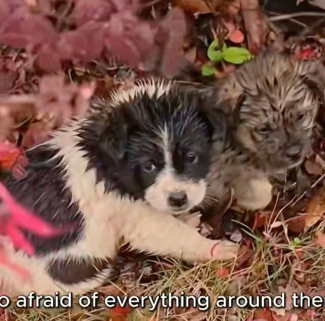【保護犬】雨の中で震えていた子犬たち。愛情を受けて元気いっぱいに成長