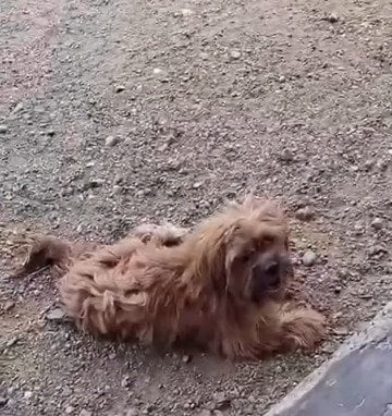 後ろ足に障害を抱え「1匹でさまよっていた犬」を保護 車椅子を与えられ元気に過ごす現在の姿に反響