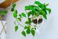 吊るして楽しむ観葉植物3選。初夏のインテリアグリーンにおすすめ！