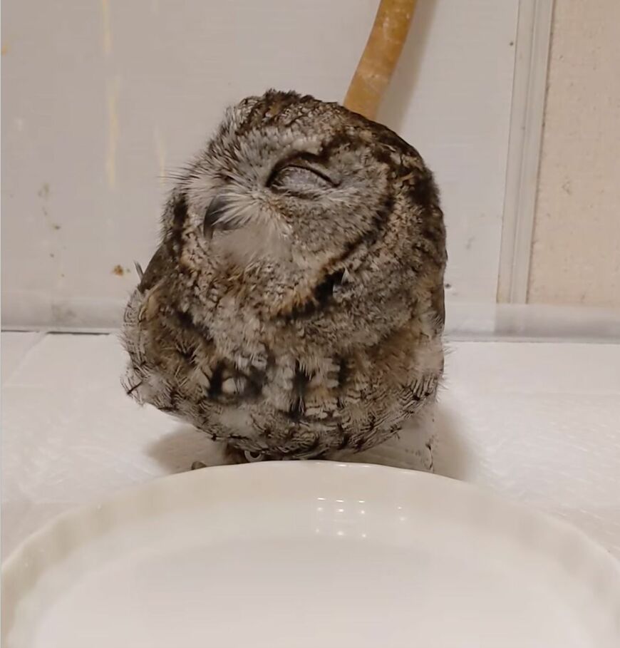 【眠気に抗えないフクロウ】水を飲みながらウトウト…寝ないように頑張る姿が可愛すぎる！