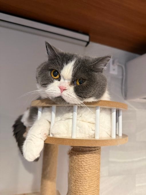 見事なシャチホコポーズ？ まん丸お顔がキュートな猫ちゃんが突然見せる〈アクロバティックな姿勢〉にクスっと笑顔