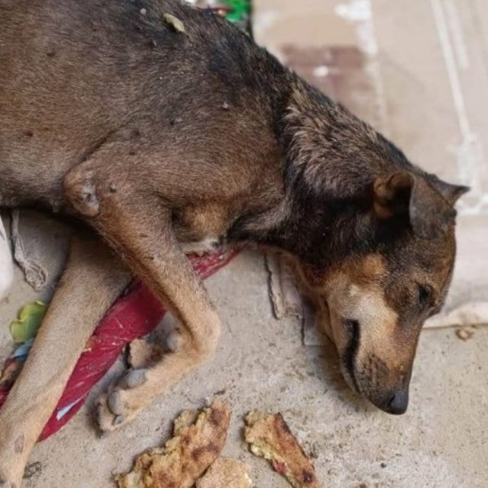 全身に傷を負った犬を救助、保護後に見せた穏やかな表情に心打たれる…救出劇に感動と応援の声