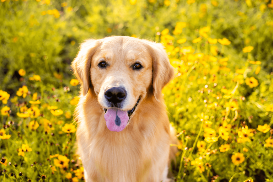 ゴールデンレトリバーなどの大型犬と賃貸で暮らすための注意点とは【引っ越しシーズン】 