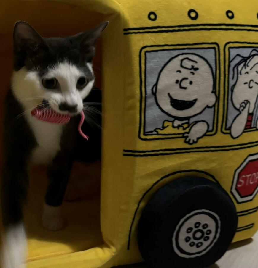 出所：@Saeroyi_cat