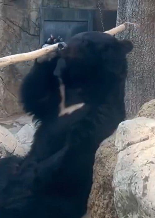 【神戸市立王子動物園】「如意棒にも見えてくる」木の棒をくるくる回す名人芸を持つツキノワグマが話題に（兵庫県）