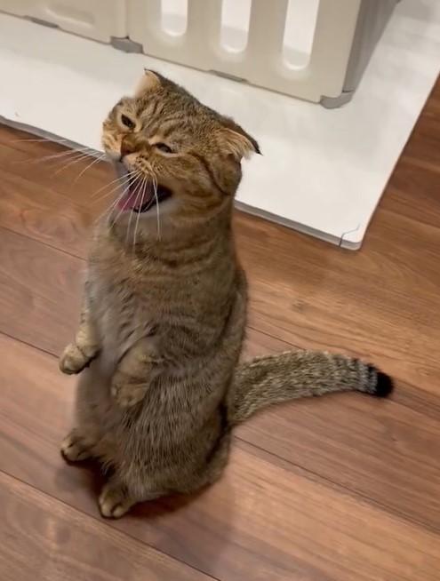 出所：@ponpokopontanu