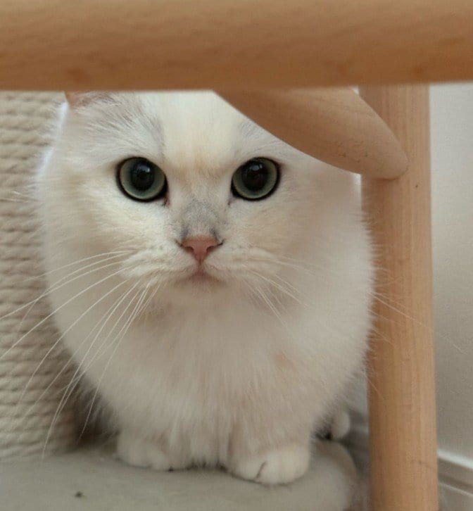 ぬいぐるみのように可愛い白猫→ソファでくつろぐ様子が人間みたいで思わず二度見！