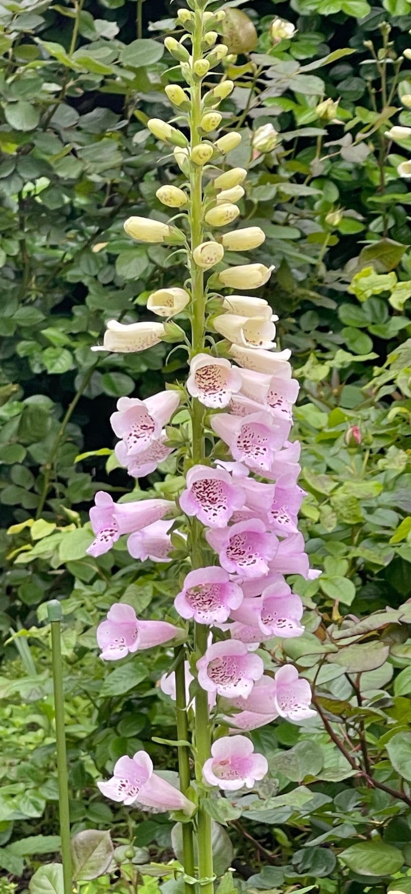 出所：假屋崎省吾のAmeba公式ブログ　参照日：2026-04-24