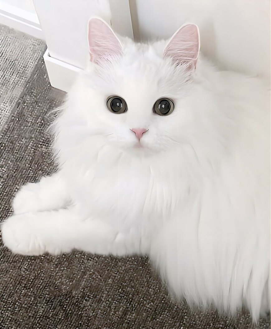 出所：@kochika222