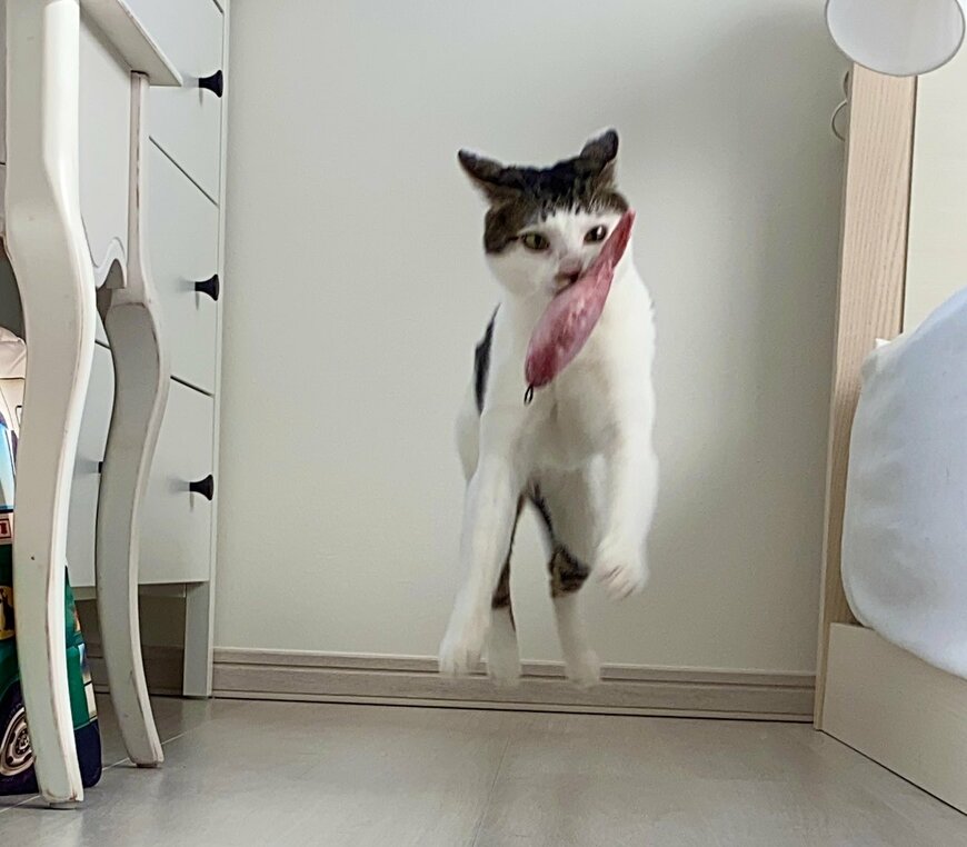 出所：@Saeroyi_cat