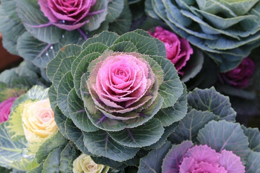 Y_Hirosan/shutterstock.com