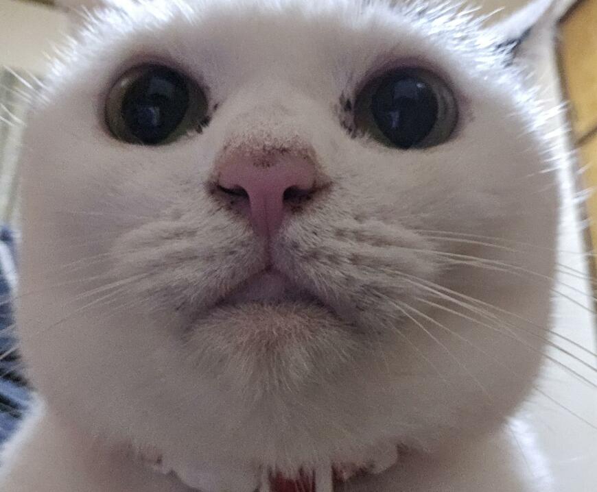 出所：@sironezumi77