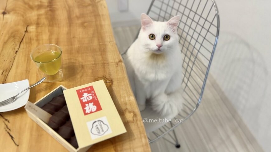出所：@meltube_cat