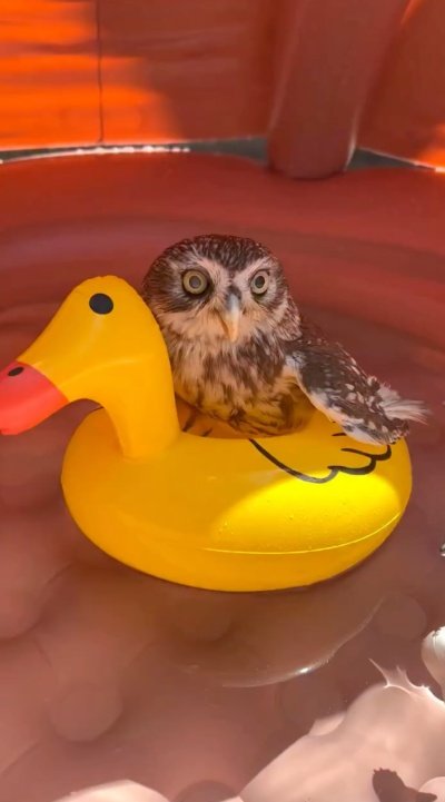 【ビーチに浮かぶフクロウ】アヒルの浮き輪でプカプカ…水遊びをするフクロウが「可愛い！」と注目！