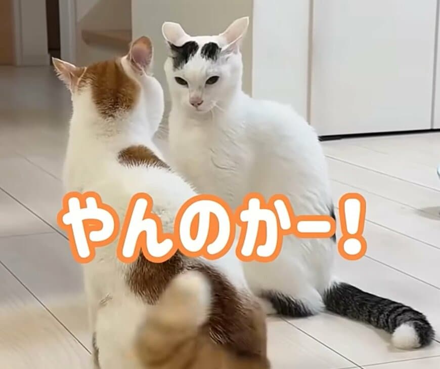 「吹いた」同居猫の喧嘩が勃発→攻防後に起きたの展開に笑ってしまう
