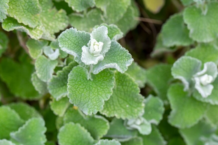 バロータ（Esin Deniz/Shutterstock.com）