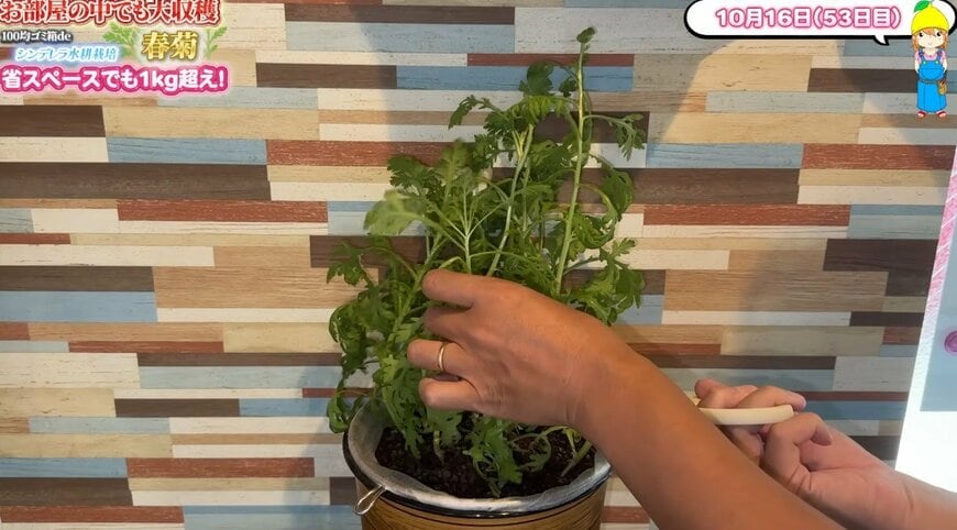 出所：@mikanbo-ya1987