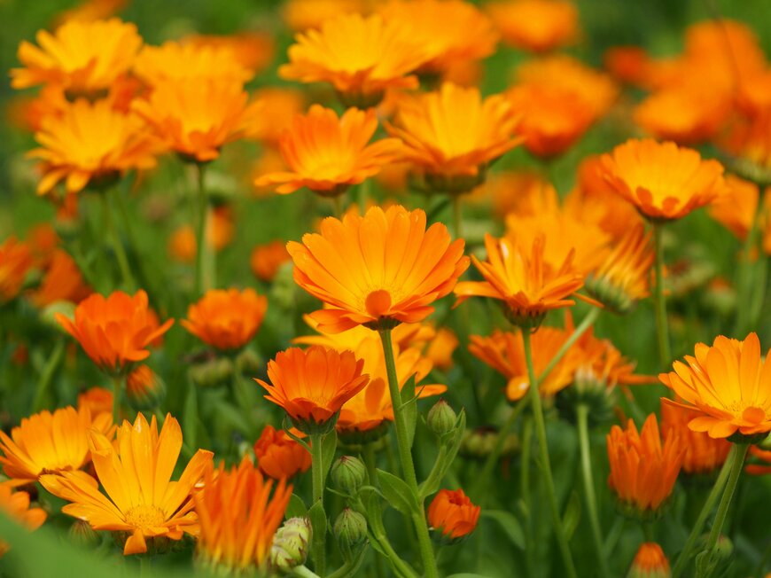 Wolfen/Shutterstock.com