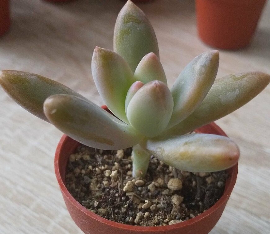 グラプトペタルム属　秋麗（LIMO編集部）