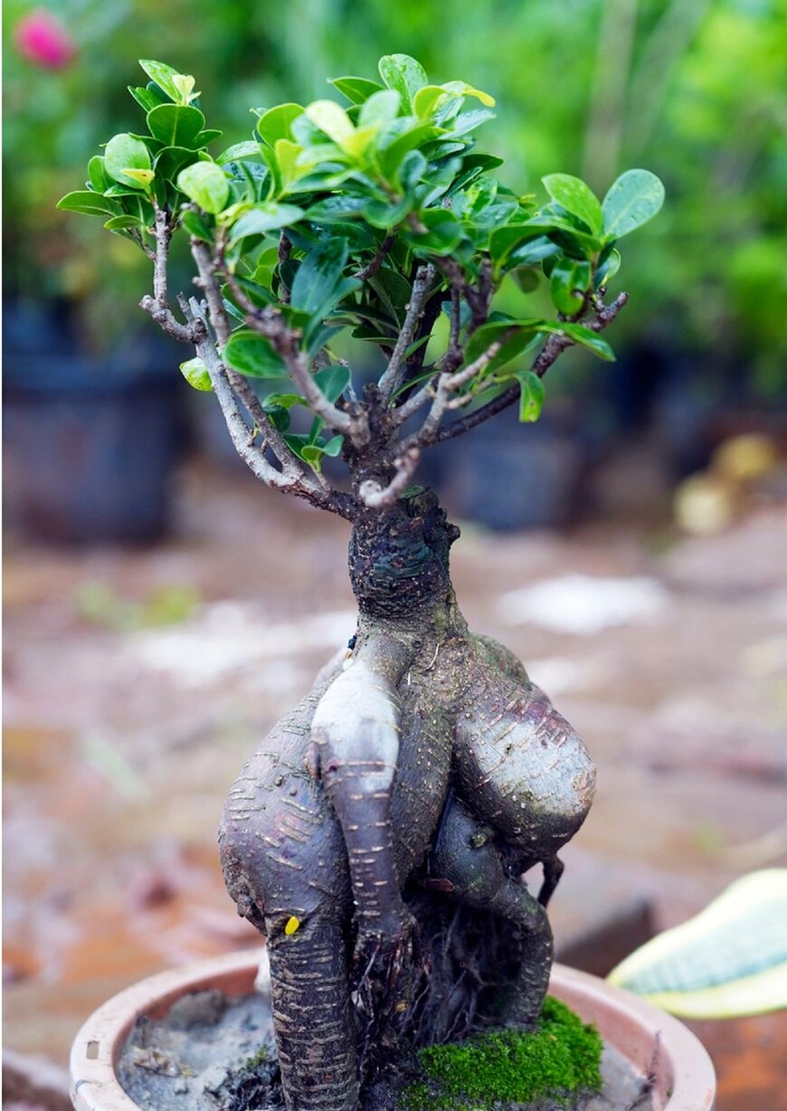 ガジュマル（Abhishek Prajapat/Shutterstock.com）