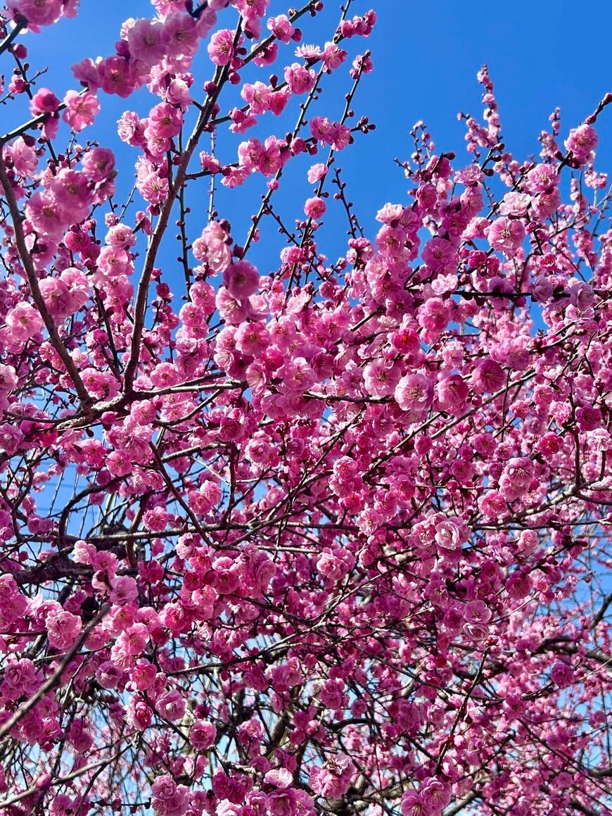 写真提供：@bafiwo