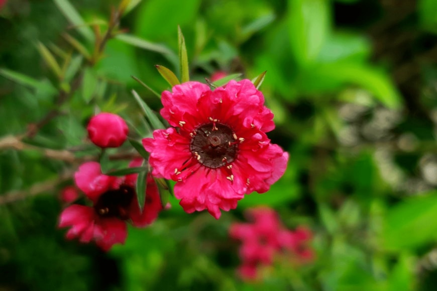 ppuDi/shutterstock.com