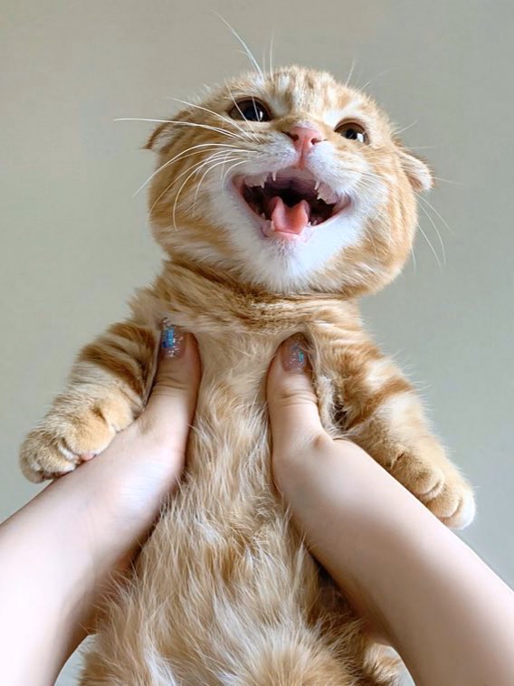 出所：@hinako_munchkin