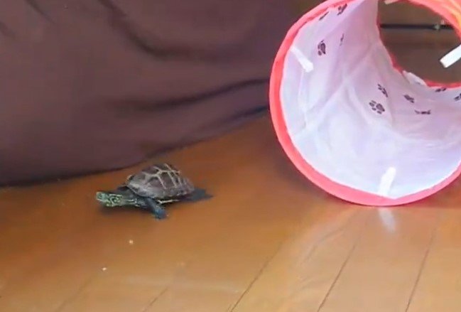 出所：@Mh0MLiErcV8E97C