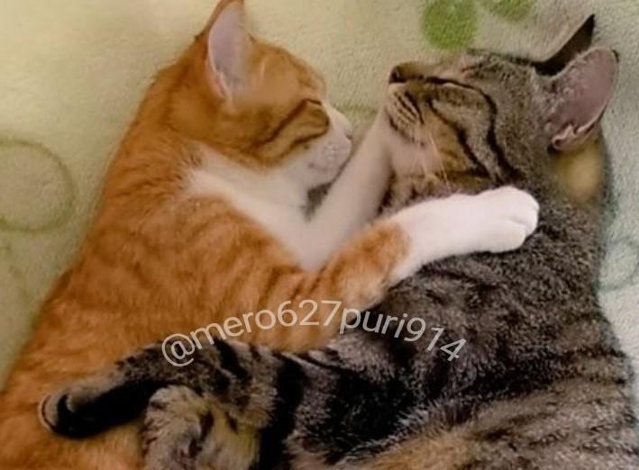 出所：@mero627puri914