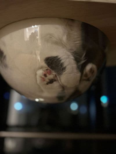 ミチミチに詰まる猫ちゃん　「おてて」と「あんよ」の不思議でかわいい写真に反響