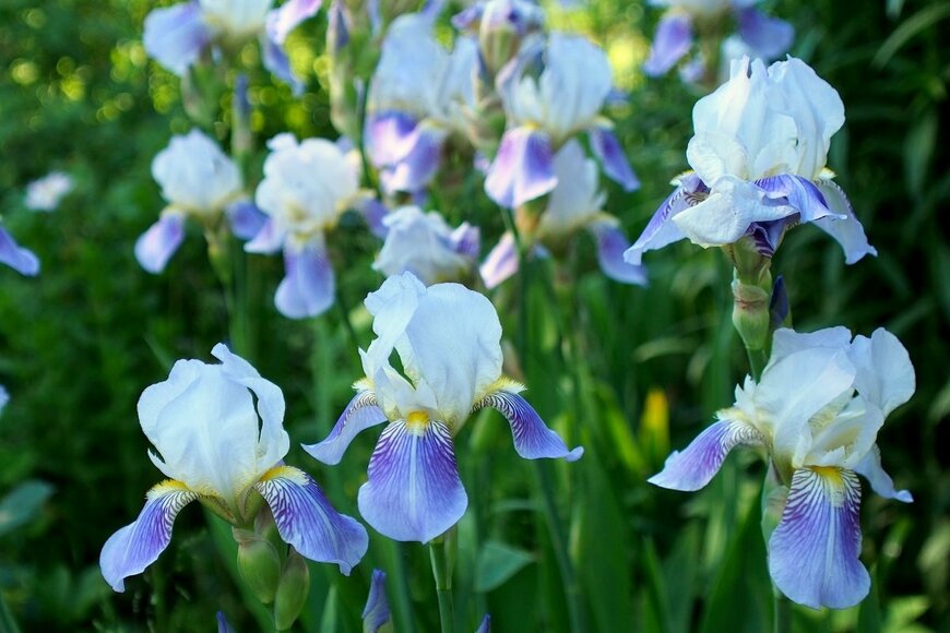 Plotitsyna NiNa/shutterstock.com