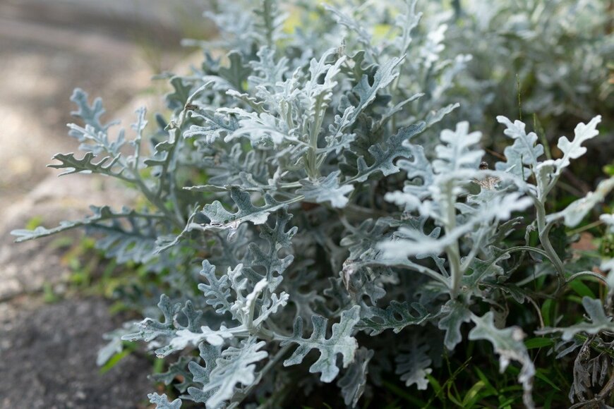 シロタエギク　sakura bunn/istockphoto.com