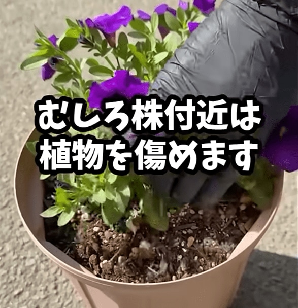 出所：@Kahmen-Gardening