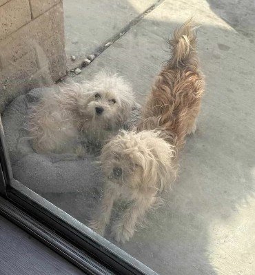 5匹で暮らしていた犬のうち「遺棄された2匹」を保護 見違えるほど美しくなり幸せになった姿に感動
