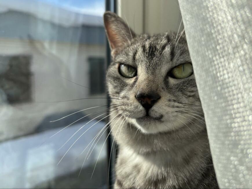 出所：@totomaru_hanmi