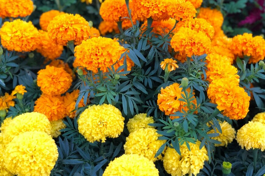 GiduStock/istockphoto.com