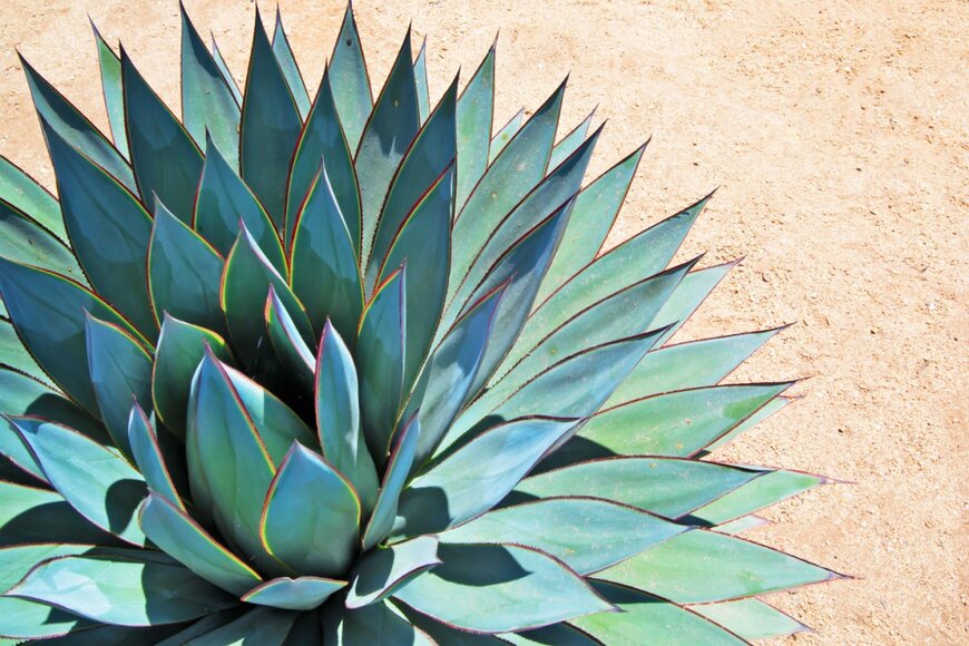 spatuletail/shutterstock.com