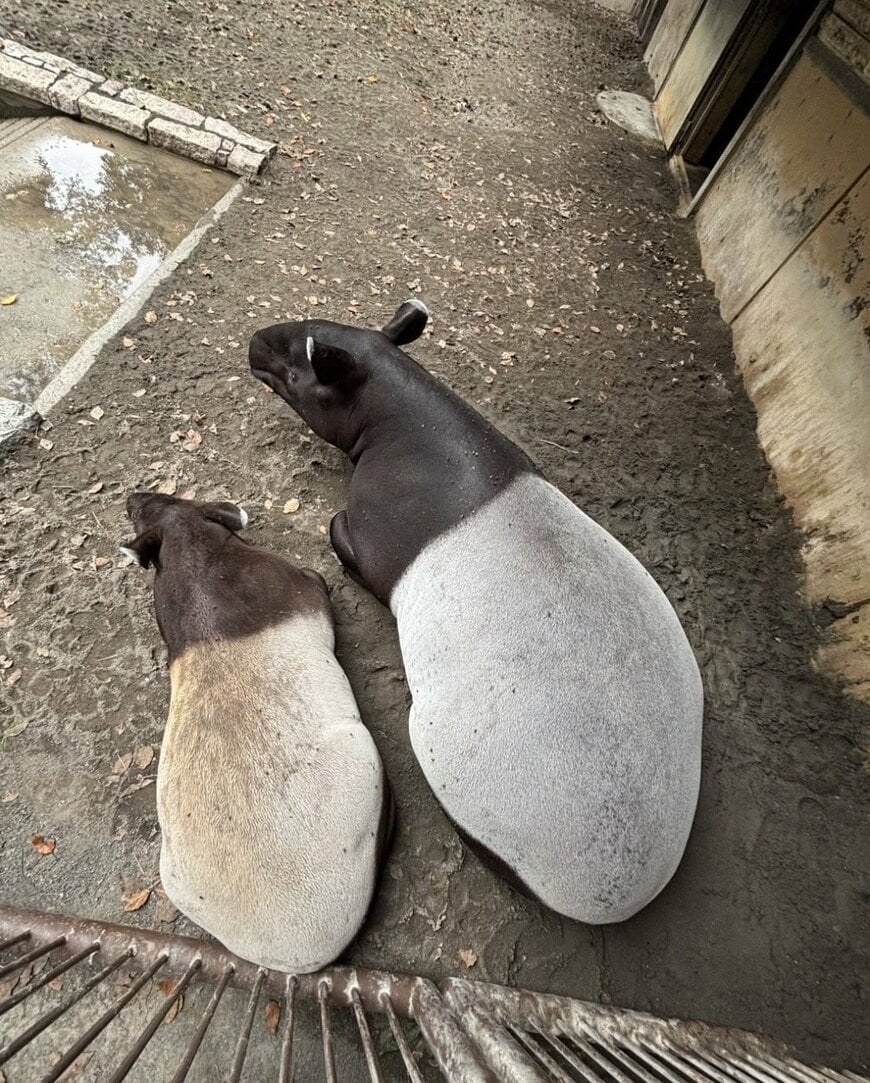 提供：愛媛県立とべ動物園