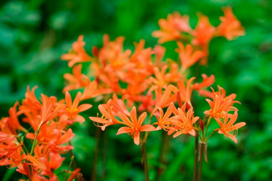 【NHK朝ドラ・らんまん】牧野博士が愛したオレンジ色の花「キツネノカミソリ」その魅力や育て方
