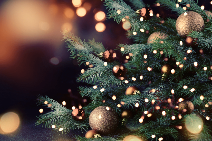 【クリスマスツリー】もみの木の代用にオススメの樹木・最強7選