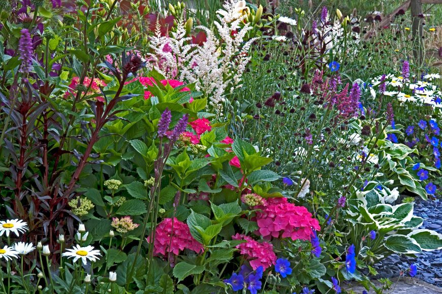 【ガーデニング】もうすぐ梅雨！6月にキレイに咲くオススメの花を紹介、明るめの花色で気分を晴れやかに