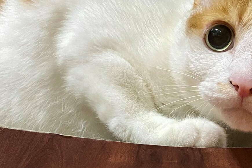 Twitterで話題の、きれいな瞳の猫