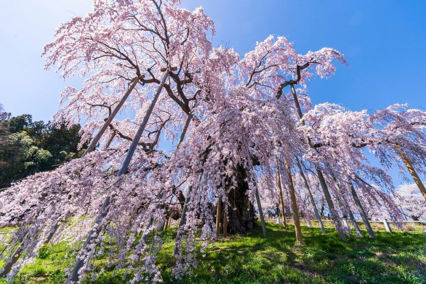 【お花見】全国のしだれ桜絶景スポット5選　桜のシャワーは圧巻そのもの！