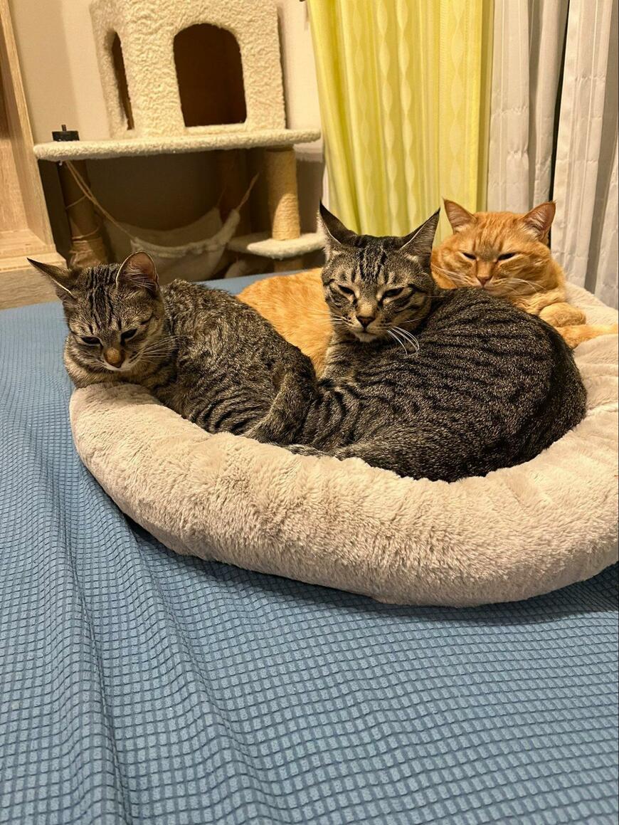 猫団子する三匹の元保護猫　茶トラ猫がひとりで寝るときは…選んだ場所が優しすぎた