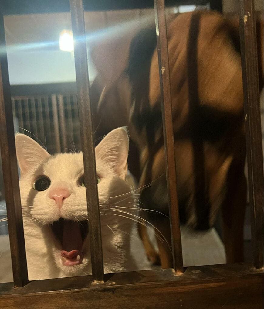 台所に入れてほしい猫