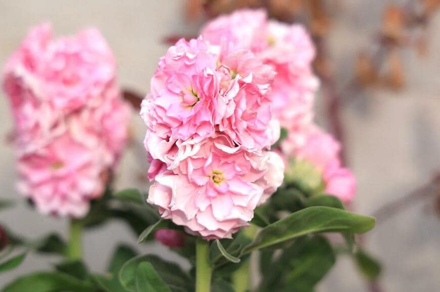 ピンク色のストックの花