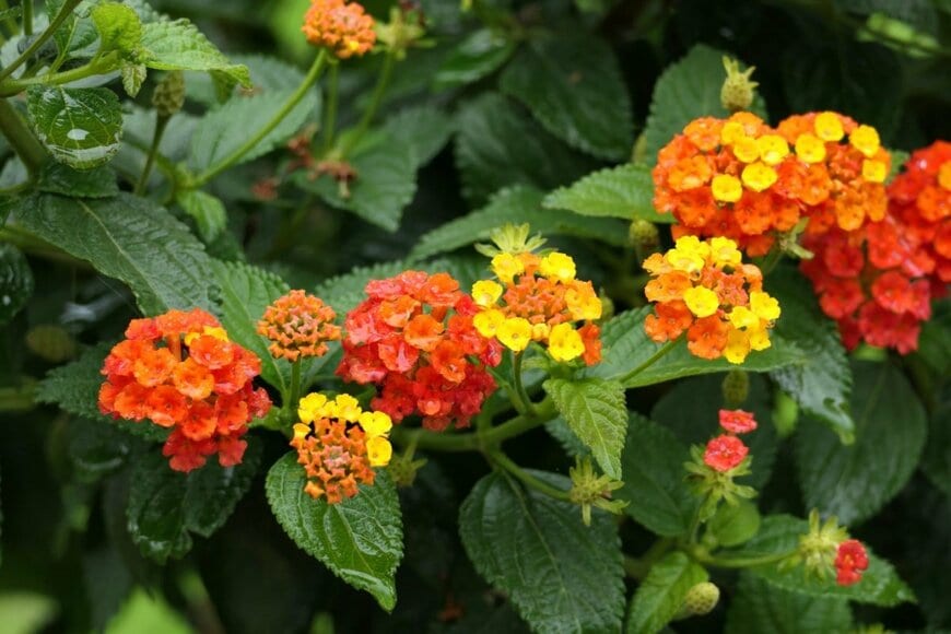 オレンジ色のランタナの花。